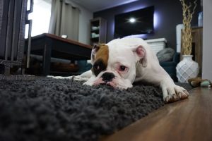 dog sleeping on rug